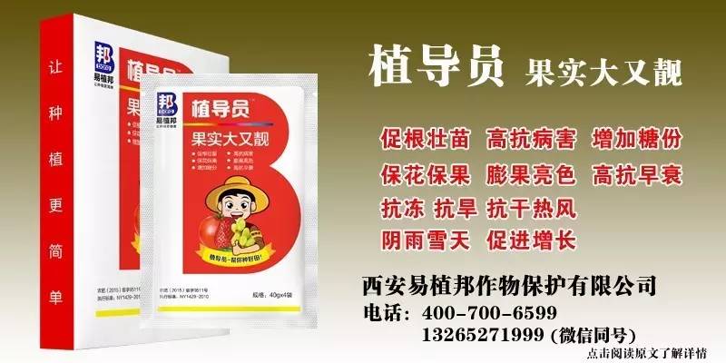 澳门王中王100%期期中一期,澳门王中王100%期期中一期，揭秘彩票背后的秘密